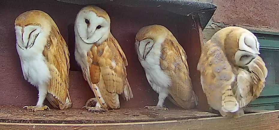 Four recently hatched barn owlets on nestbox ledge, at Shawbottom