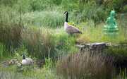 Newly hatched Canada geese goslings, near green Tara statue