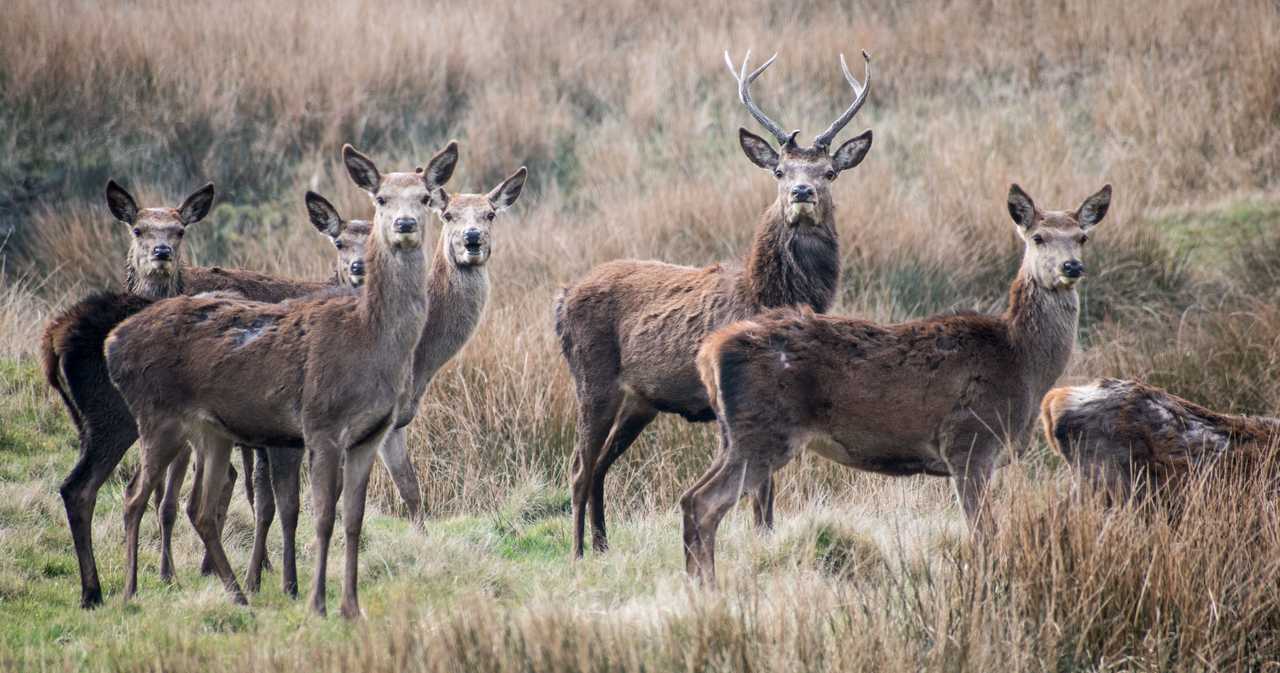 Group of Red Deer