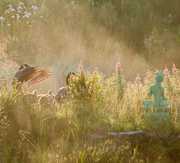 Geese and goslings visit Tara at sunrise