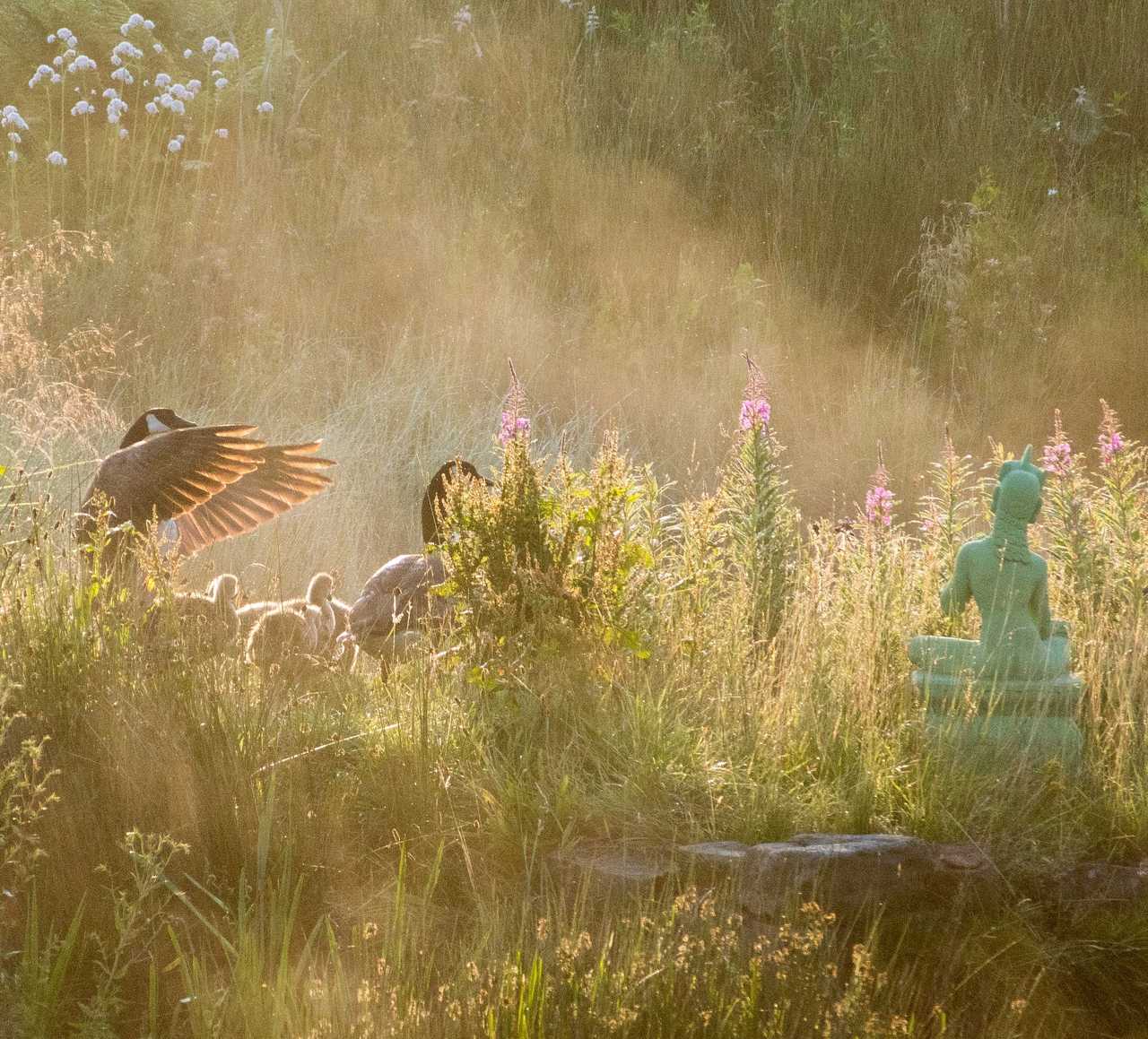 Geese and goslings visit Tara at sunrise