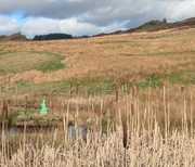 Green Tara statue behind bullrushes