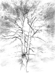 Myrtle tree drawing by Ann Brown