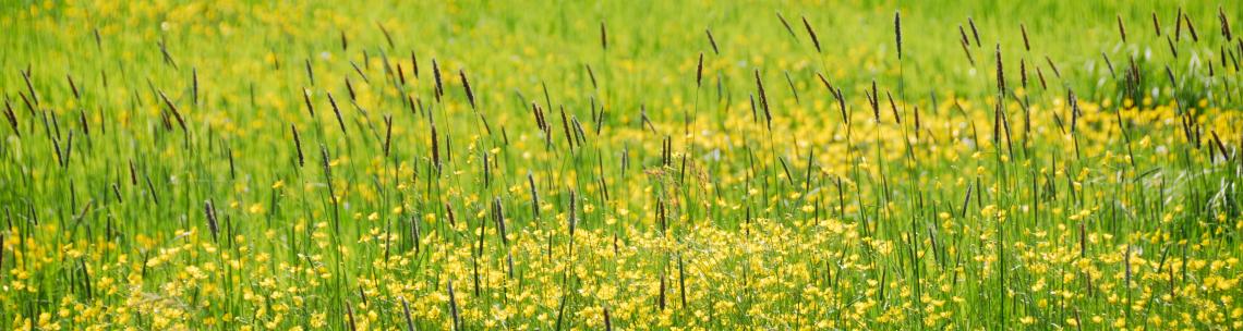 buttercups