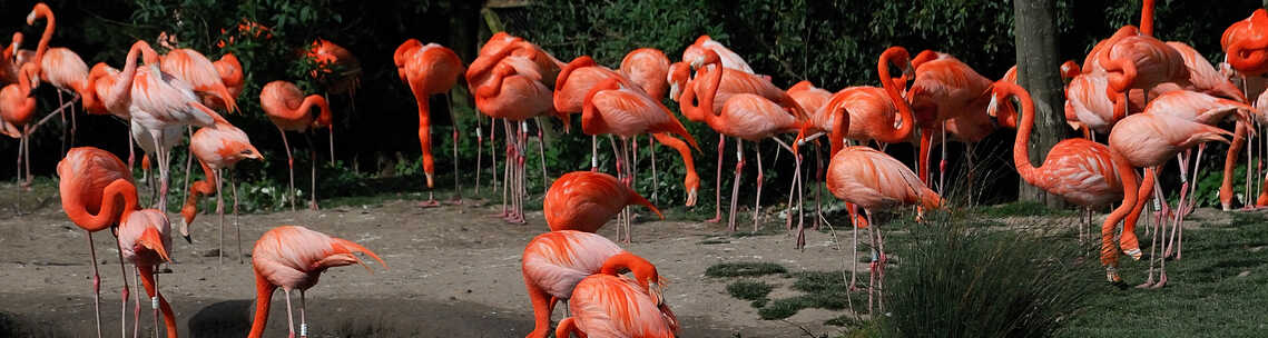 flamingos slimbridge