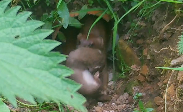 Stoat carrying a kit to an alternative den