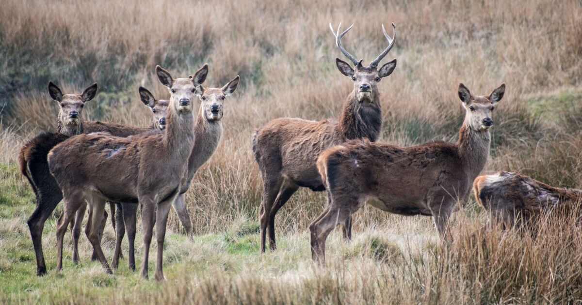 Red deer visiting Shawbottom farm