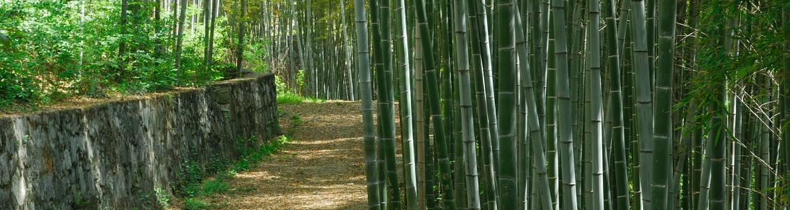 bamboo path