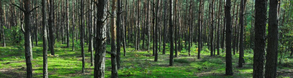 forest floor