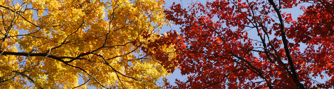 trees at fall